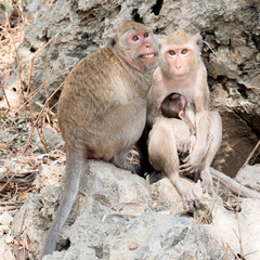 monkey family