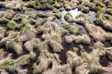 Marshland. Young green grass on the water in springtime. 