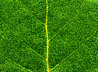 Green Leaf Detail