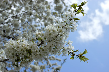 Blossoming Cherry Tree