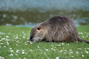 Rat gondin étang mammifère  herbivore lac berge dent rongeur