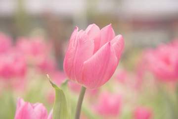 Garden tulips colorful background texture