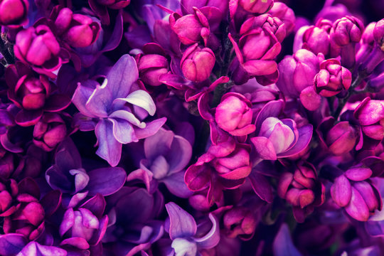 Fototapeta Lilac flowers background