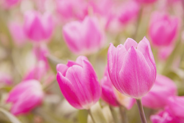 Garden tulips colorful background texture