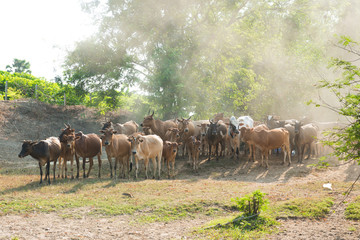 Obraz premium brown cow