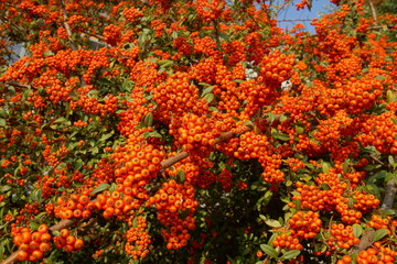 Pyracantha red plant