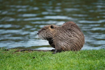 Rat gondin étang mammifère  herbivore lac berge dent rongeur