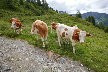 Fototapeta na wymiar Cows grazing on the hillside