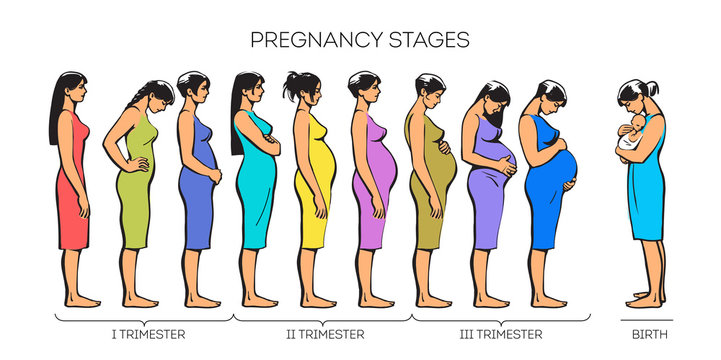 Stages of pregnancy. image of stages of pregnancy. Pregnant woman. Motherhood. Trimester of pregnancy. Nine months of pregnancy. Image of different pregnant women. color illustrations