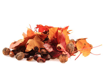 autumn acorn and other autumn souvenirs