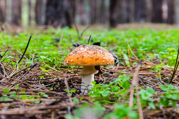 Mushrooms growing in the forest