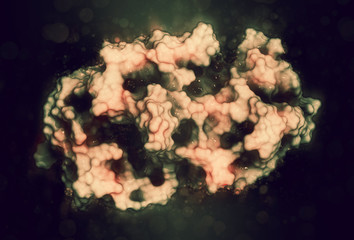 Amylase (human pancreatic alpha-amylase) Protein. 