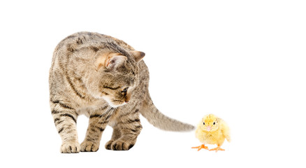 Obraz premium Cat Scottish Straight and chick