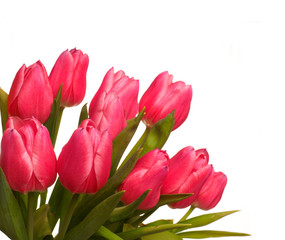 Pink tulips on white