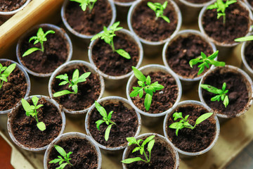 The seedlings closeup.