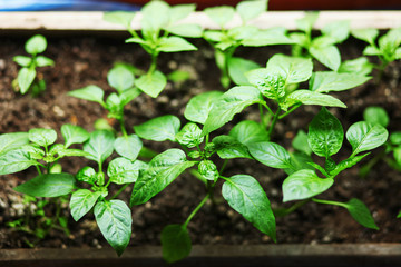 The seedlings closeup.
