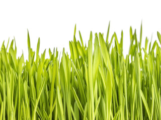 Fototapeta na wymiar Green grass on white background.