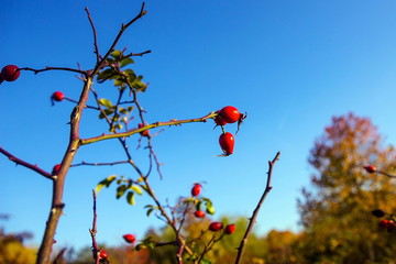 Hagebutten im Herbst