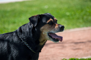 Portrait of cute rottweiler dog in the park