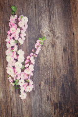 twigs with cherry flowers