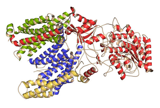 Gamma Secretase Protein Complex. 