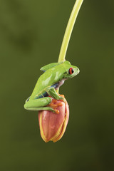 Red Eyed Tree Frog on tulip bud