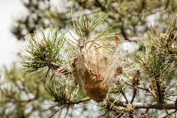 Naklejka premium Larve di processionaria