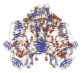 Lactase (Kluyveromyces lactis beta-galactosidase) enzyme.