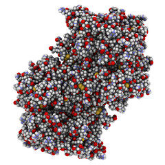 Myeloperoxidase enzyme. Lysosomal protein.