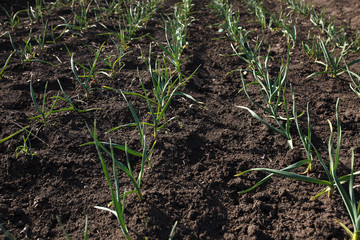 Spring garlic sprouts