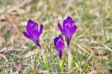 tree violet crocus flower in early spring grass
