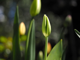 Tulip bud green in sunlight with a blurred background
