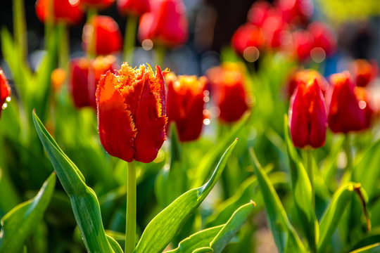 red tulips on green blurred background