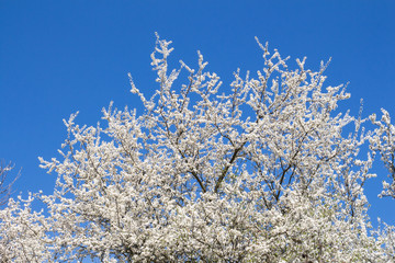 Blossoming treetop and a blue sky