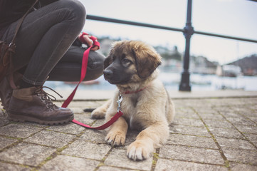 Leonberger puppy and owner by harbour - obrazy, fototapety, plakaty