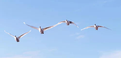 Photo sur Aluminium Cygne Four flying mute swans