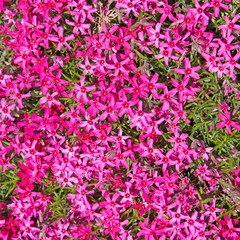 Polsterphlox, Phlox subulata, Teppichphlox