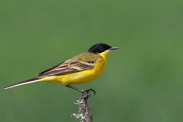 Yellow Wagtail, Motacilla flava feldegg