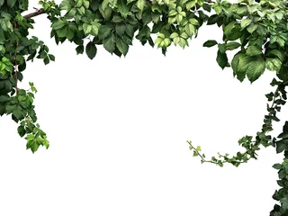 Plexiglas foto achterwand frame van de klimplant geïsoleerd op een witte achtergrond © plus69