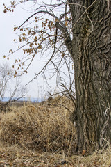poplar tree