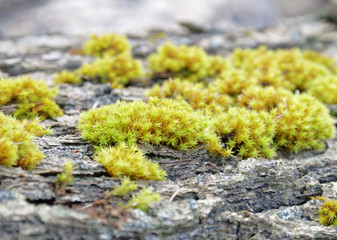 Green moss on a tree closeup