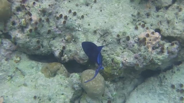 ein Rotzahn-Dr&uuml;ckerfischschwimmt in einem Korallenriff