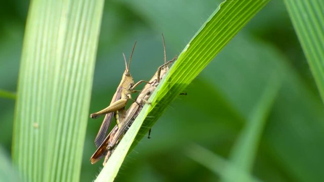 Cricket bugs mating in jungle, green leaves nature background, Kolkata, India, stock footage 