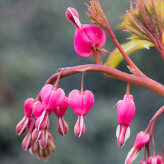 herzblumen