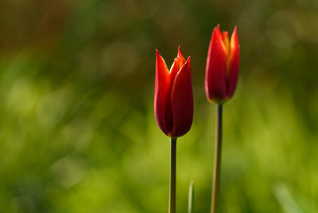 2 rote Tulpen im grünen Garten im Frühling