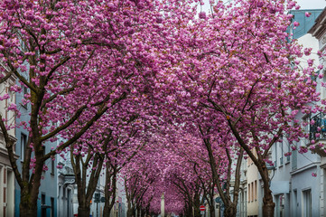 Kirschblüte in der Bonner Altstadt; Deutschland