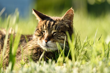 Katze im Gras träumend
