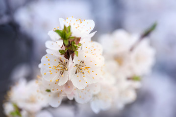 Flowering apricot