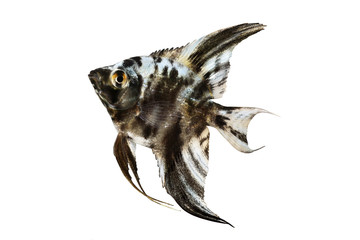 Marble angelfish pterophyllum scalare aquarium fish isolated on white