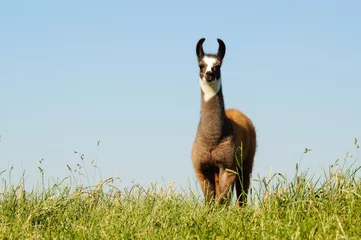  Bruine lama in een weiland © Countrypixel